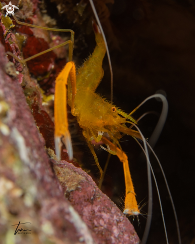 A Golden coral shrimp