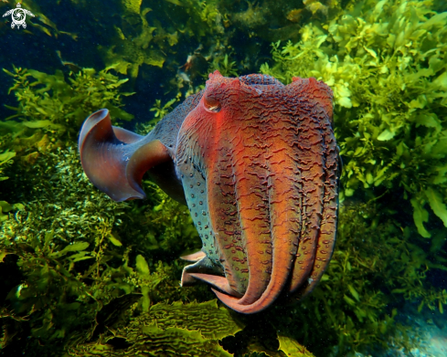 A Sepia apama | Australian giant cuttlefish