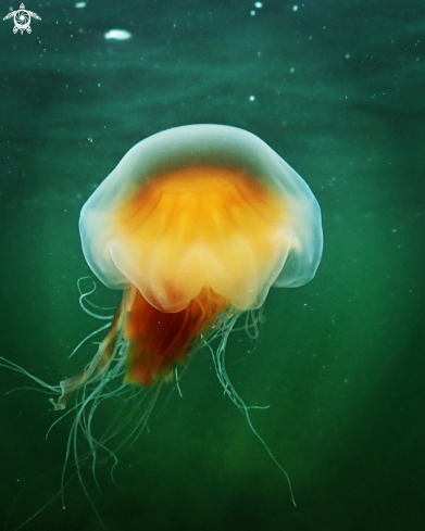 A Lions mane jelly 
