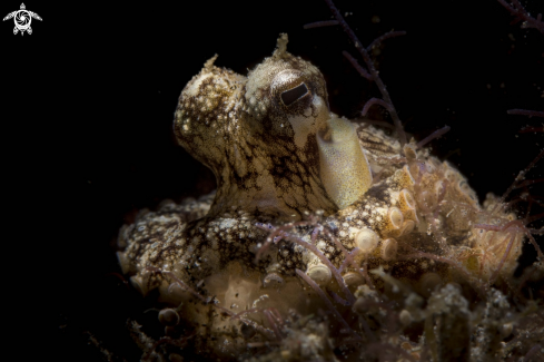 A Coconut octopus