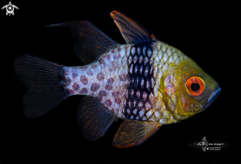 A Pijama Cardinalfish