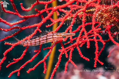 A Longnose hawkfish