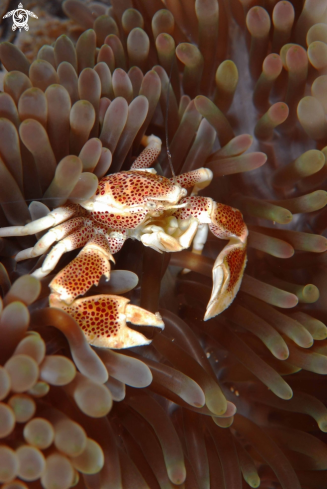 A underwater creature