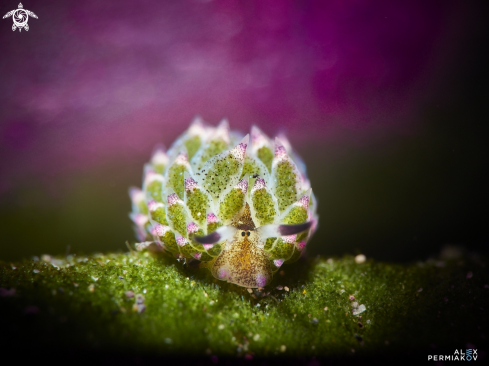 A Sheep nudi