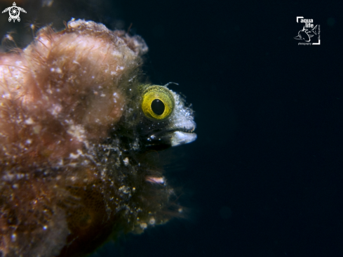 A Spinyhead Blenny