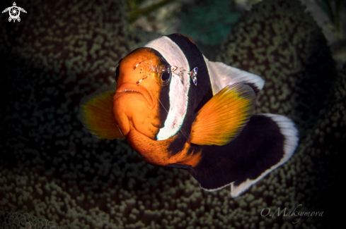 A Anemone fish with shrimp 