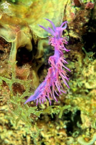 A nudibranch