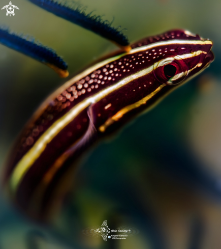 A Crinoid Clingfish 