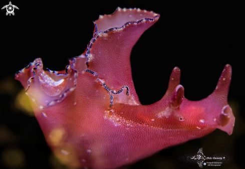 A Sea Hare