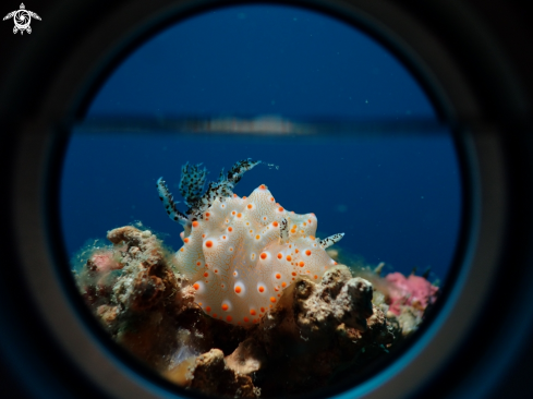 A Halgerda batangas | nudibranch