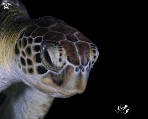 A green sea turtle 