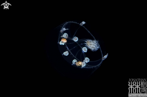 A Jellyfish