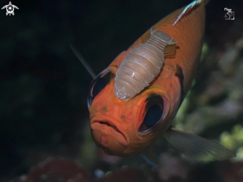 A Myripristis jacobus with Renocila spp. | Blackbar Soldierfish with Cymothoid Isopod.