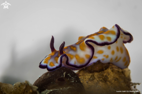 A Nudibranch