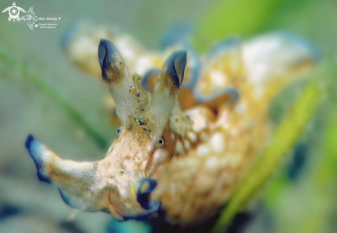 A Aplysia parvula (Mörch, 1863) | Sea Hare