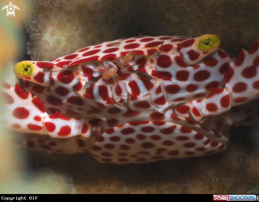 A Red spotted crab