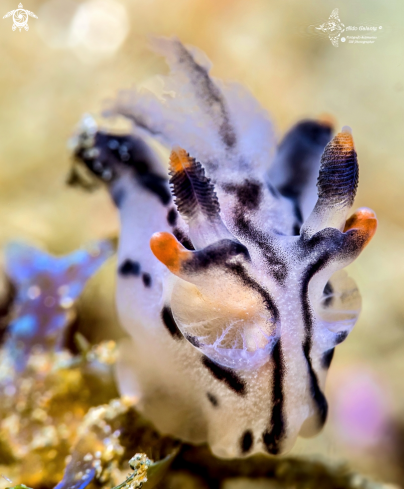 A Thecacera picta (Baba, 1972) | Pikachu Nudibranch