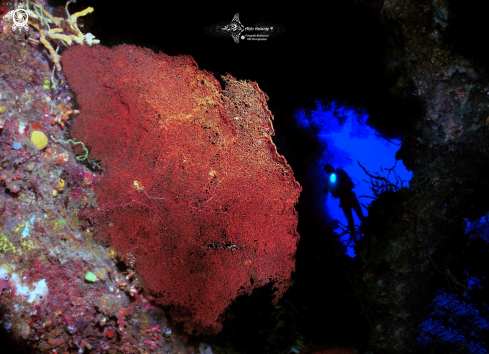 A Hommo sapiens | Diver