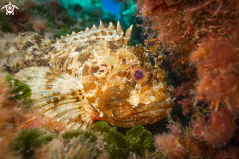 A Mediterranean scorpion fish