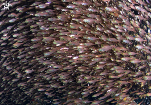 A school of glass fishes