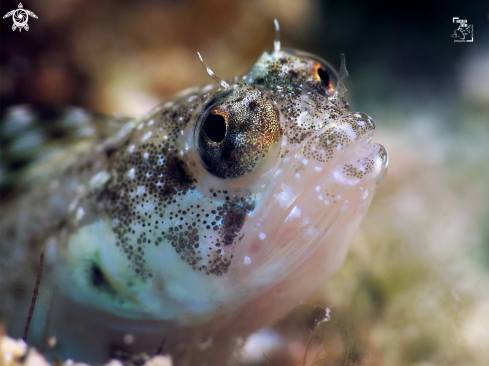 A Female Sailfin Blenny