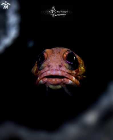 A Opistognathus randalli (Smith-Vaniz, 2009) | Jawfish 