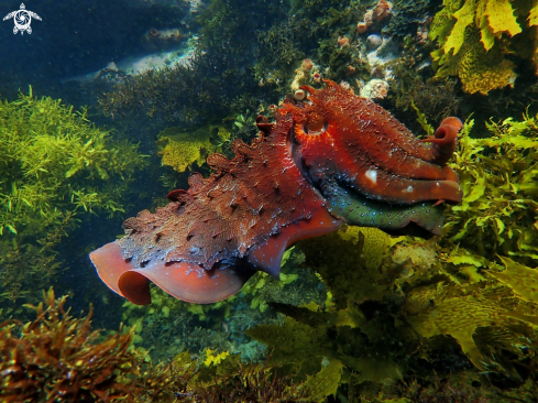 A Sepia apama | Australian giant cuttlefish