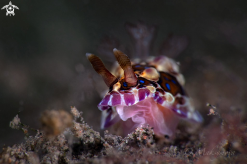 A Nudibranch Dendrodoris denisoni  