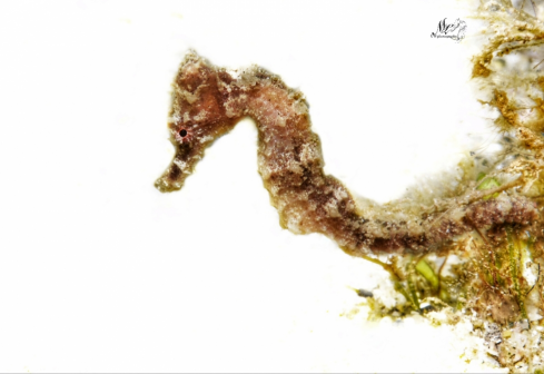 A Seahorse 