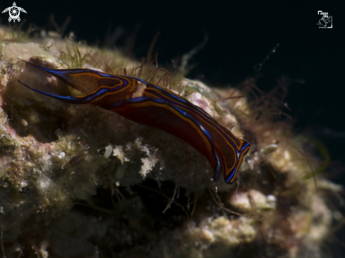 A Chelidonura hirundinina | Leech Aglaja