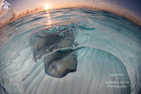 A Southern Stingray