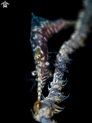 A Sawblade Shrimp 