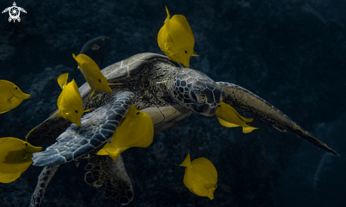 A Green turtle at cleaning station