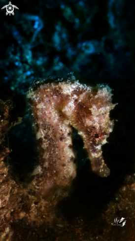 A Seahorse 