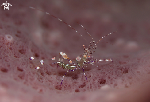 A Spotted Cleaner Shrimp