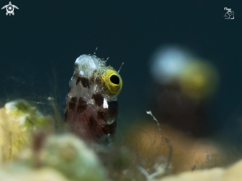 A Spinyhead Blenny