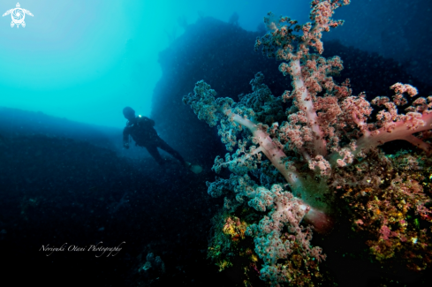 A Softcoral