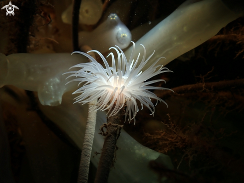 A Protanthea simplex | Sealoch anemone