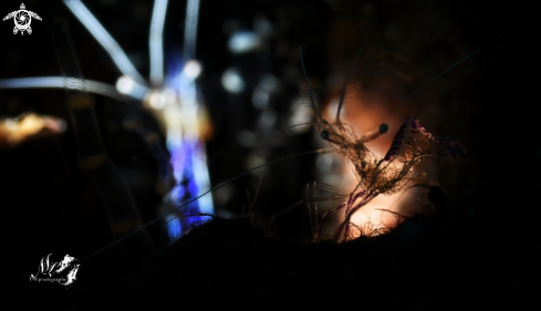 A Pederson cleaner Shrimp