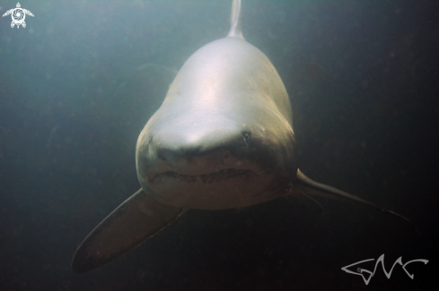 A Carcharias taurus | Grey Nurse Shark