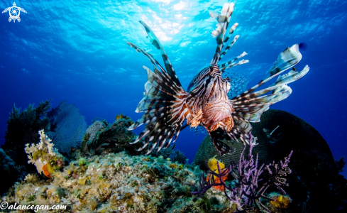 A underwater creature