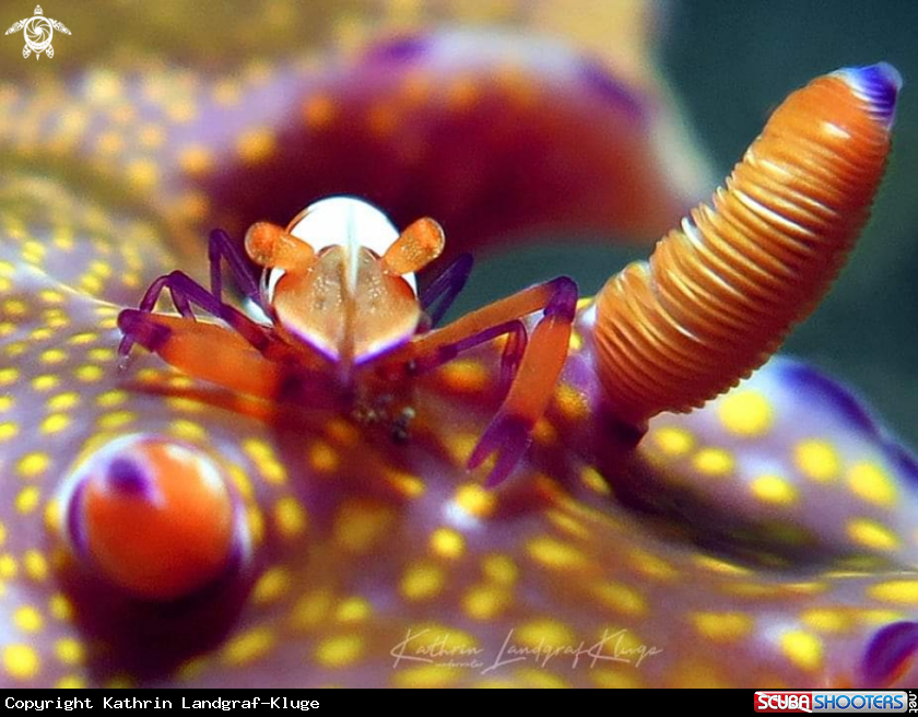A Emperor Shrimp on a nudibranch