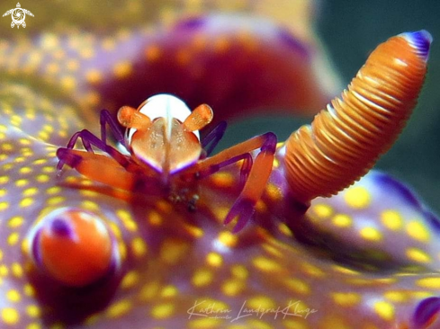 A Emperor Shrimp on a nudibranch