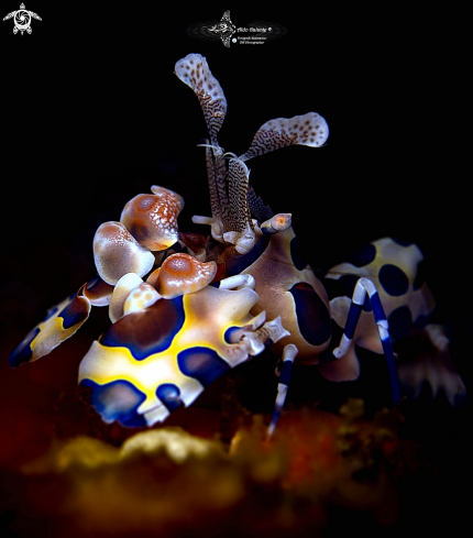 A Harlequin Shrimp