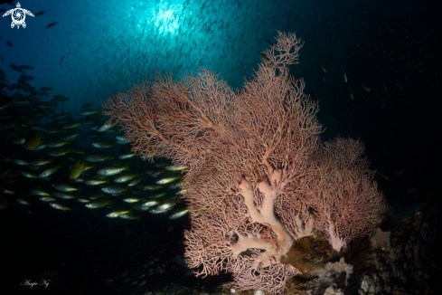 A Sea fans