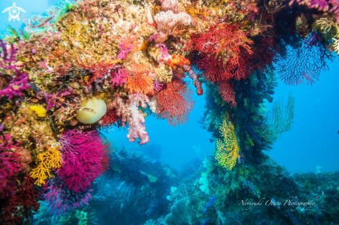 A Melithaea japonica (Verrill, 1865) | the Gorgonian sea fan