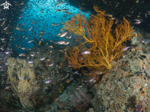 A Gorgonian Sea Fan