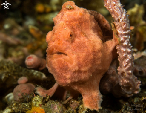 A Painted frogfish