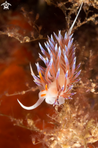 A Cratena Peregrina