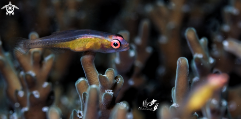 A Pinkeye goby